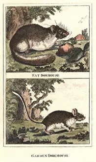 Dormice: Dormice