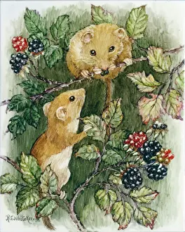 Brambles: Two Dormice on Brambles