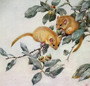 Acorns: Dormice ' on branch eating acorns