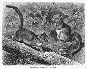 Hazel: DORMOUSE
