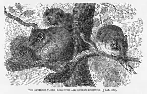 Avellanarius: DORMOUSE