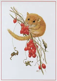 Dormouse: Dormouse