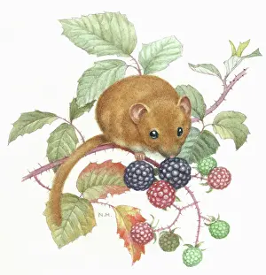 Blackberries: Dormouse and blackberries