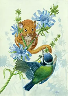 Chicory: Dormouse and Blue Tit on Chicory