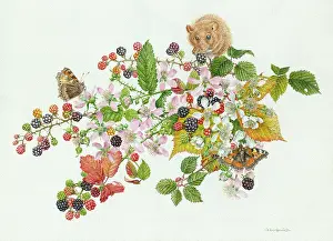 Brambles: Dormouse on brambles with tortoiseshell butterfly