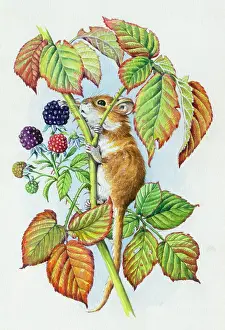 Blackberries: Dormouse on climbing on bramble stalk