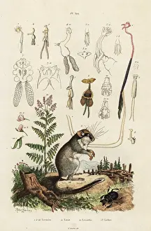 Adolph Fries: Dormouse, copepods and beetle