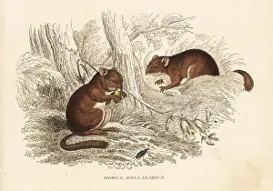Avellanarius: Dormouse, Glis glis