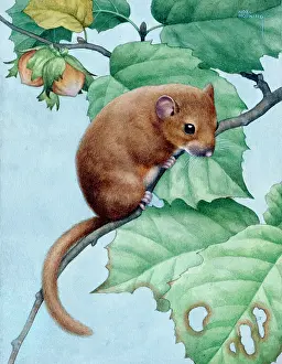 Hazel: Dormouse on a Hazel Tree Branch