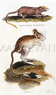 Jerboa: DORMOUSE/JERBOA 1811