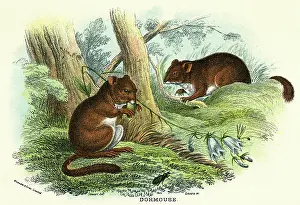 Dormouse: DORMOUSE/STEWART C1840