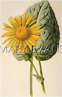 Bane: DORONICUM PARDALIANCHES