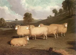 Whitford: Five Dorset Horn Sheep