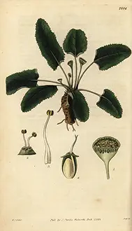 Peziza: Dorstenia brasiliensis