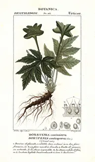 Stanghi: Dorstenia contrajerva