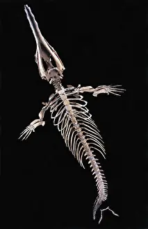 Fossilized: Dorudon Skeleton