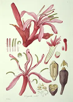 Excelsa: Doryanthes excelsa, gymea lily