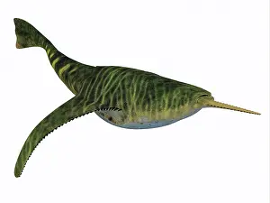 Doryaspis: Doryaspis is an extinct genus of primitive jawless fish