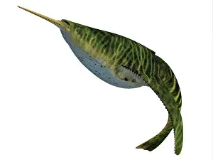 Snout: Doryaspis fish, side profile