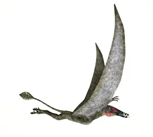 Pteranodon: Dorygnathus flying dinosaur