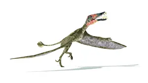 Pteranodon: Dorygnathus flying dinosaur