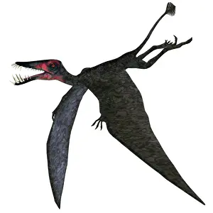 Banthensis: Dorygnathus, a genus of pterosaur from the Jurassic Period