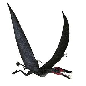 Pterodactylus: Dorygnathus pterosaur in flight