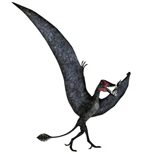 Pteranodon: Dorygnathus pterosaur on the ground
