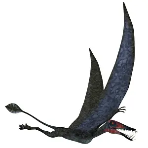 Banthensis: Dorygnathus pterosaur from the Jurassic Period