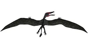 Dorygnathus: Dorygnathus was a pterosaur that lived iduring the Jurassic