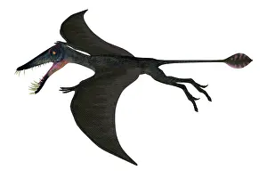 Snout: Dorygnathus pterosaur with wings spread