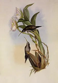 Hermit: D'Osery's Hermit, PhaEothornis Oseryi