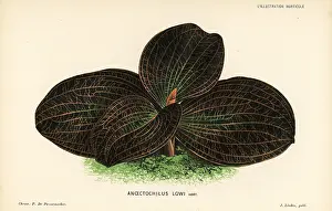 Marmorata: Dossinia marmorata orchid