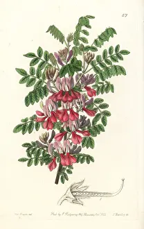 Indigo: Dosua indigo, Indigofera dosua