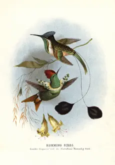 Coquette: Dot-eared coquette, Lophornis gouldii, and