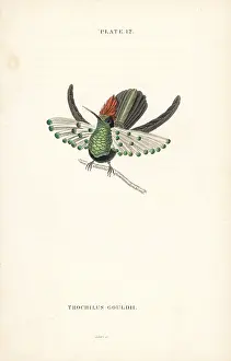 Coquette: Dot-eared coquette, Lophornis gouldii. Vulnerable