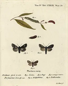 Klinger: Dot moths