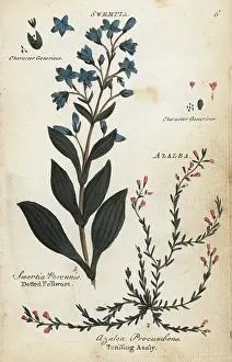 Azalea: Dotted felwort and alpine azalea