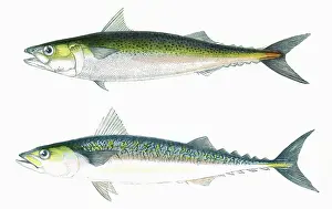 Dotted: Dotted Mackerel and Scribbled Mackerel