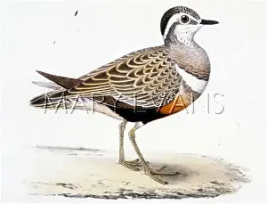 Dotterel: DOTTEREL (MORRIS)