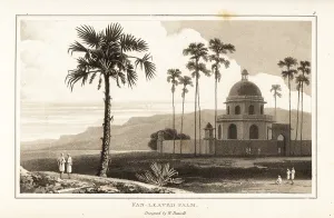 Zoography: Doub palm trees, Borassus flabellifer, in India