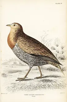 Swainson: Double-banded sandgrouse, Pterocles bicinctus, female