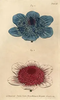 Coronaria: Double blue anemone and double anemone varieties