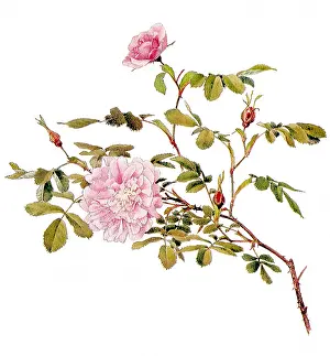 Cinnamon: Double Cinnamon Rose