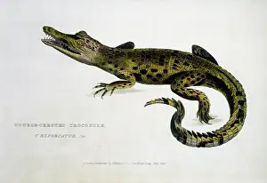 Cuvier: Double Crested Crocodile (C. Biporcatus)