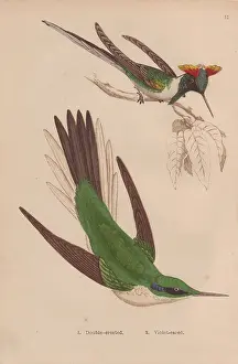 Cornutus: Double-crested, Trochilus cornutus, and green
