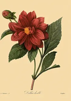 Dahlias: Double Dahlia
