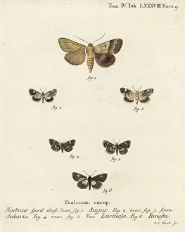 Burnet: Double dart, pale shoulder, four-spotted moth and druid moth