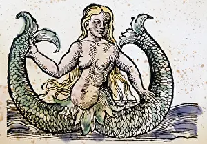 Mythical Creatures: Double fishtailed Melusine