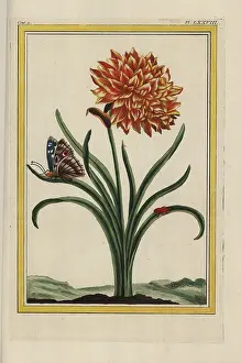 Narcisse: Double-flowered daffodil, Narcissus hybrid